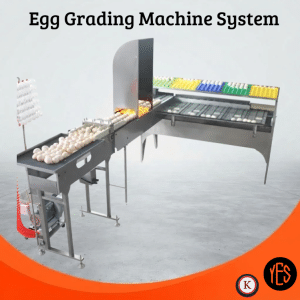 Egg Grading system - Your Equipment Suppliers
