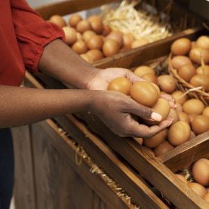Egg Business Equipment Bundle