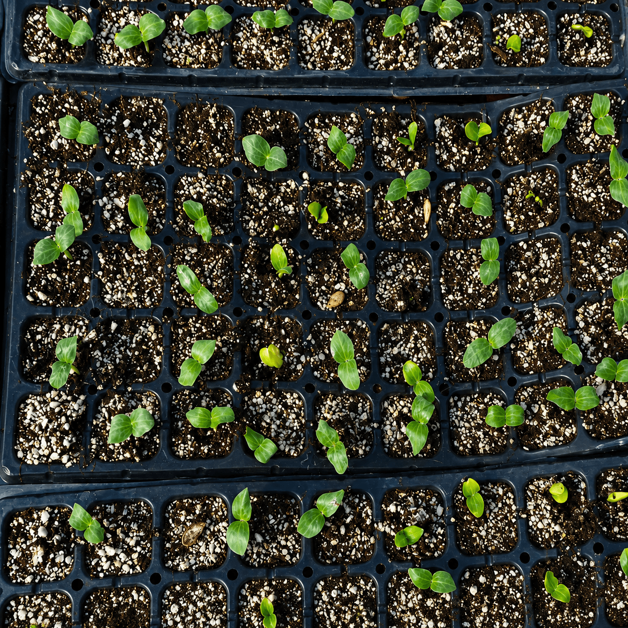 seedling tray